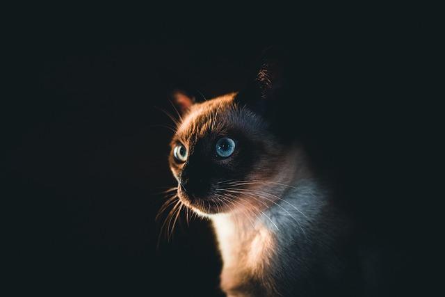 How Face Shadow Polarized Cat Eye Sunglasses Perform in Everyday Use