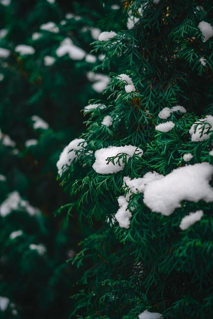 How the Best Choice Products 4.5ft Premium Unlit Realistic Spruce Holds Up in Use