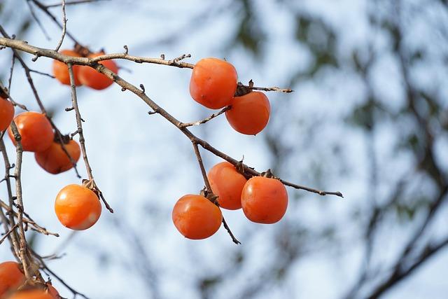 Who Should Consider yoniagood 2 PCS Persimmon Body Wash for Strong Odor Control?