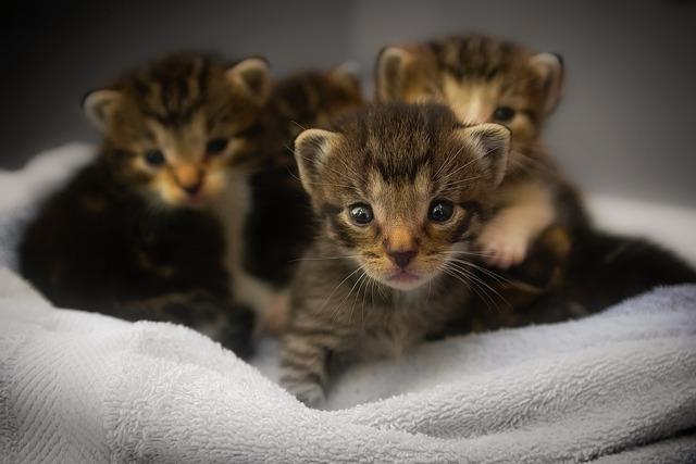 Boxie Probiotic cat Litter: Who benefits Most From 40-Day Odor Control