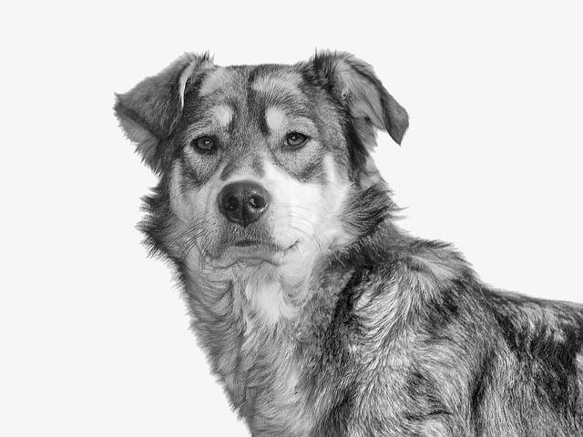 Who Purina Pro Plan Small Breed Shredded Blend Suits Best