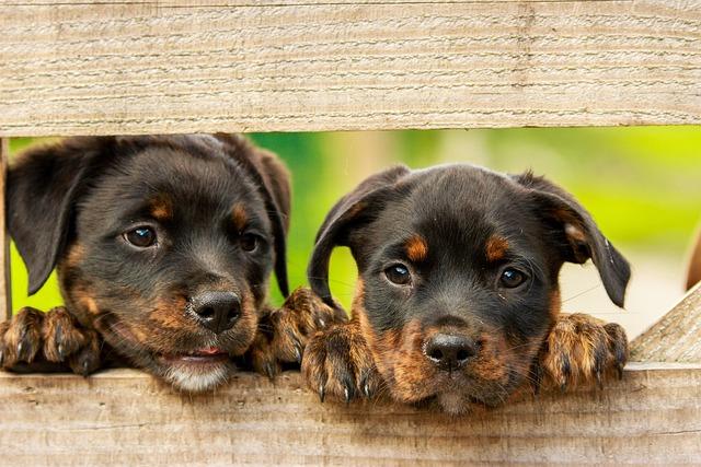 PetSafe Original Wireless Electric Fence for Dogs for Portable Containment Needs